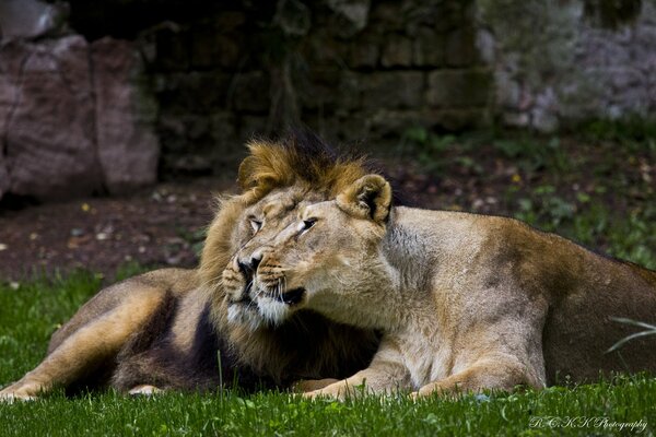 Löwenpaar und Löwin in der Natur
