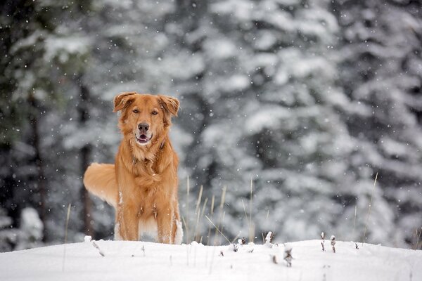 Invierno. Helada. Perro en nieve esponjosa