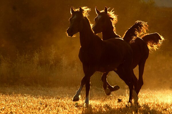 Two horses run across the field