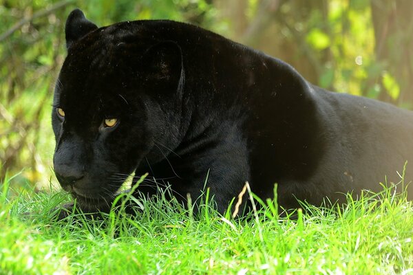 Panthère noire se trouve dans l herbe