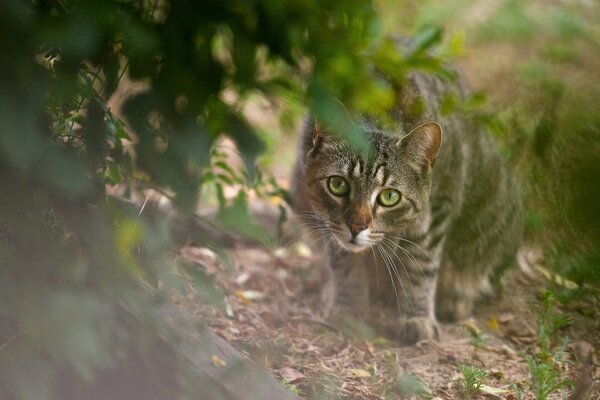 Le chat rayé apprend à chasser dans la rue