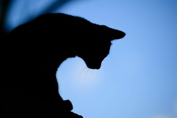 Силуэт кошки вечером на фоне неба