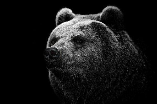 На фоне морда черного медведя