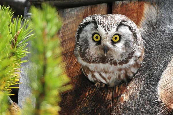 The furry-legged owl came out of the hollow