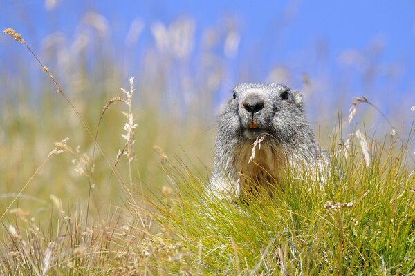 Marmotta in montagna trova