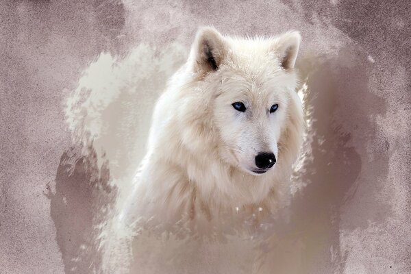 Pysk białego wilka na tle abstrakcji