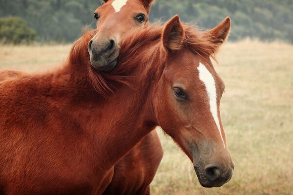 Zwei Pferde im Feld umarmen sich