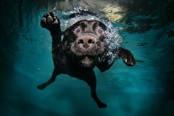 A frightened dog swims in the water
