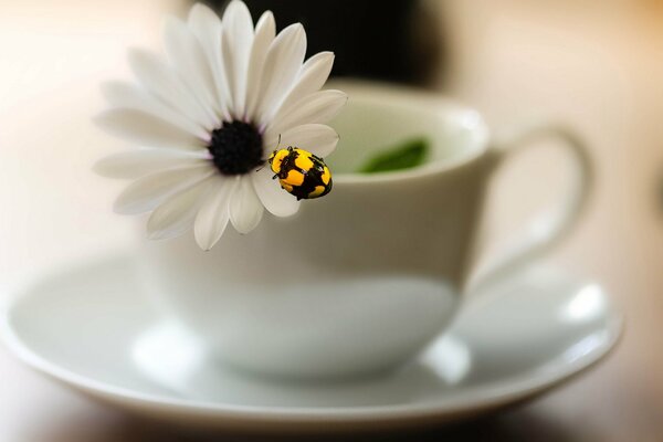 An insect on a daisy in a white mug with a saucer