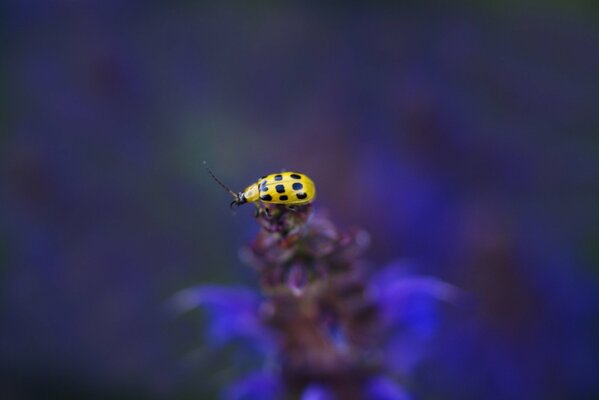 Coccinella gialla su sfondo viola