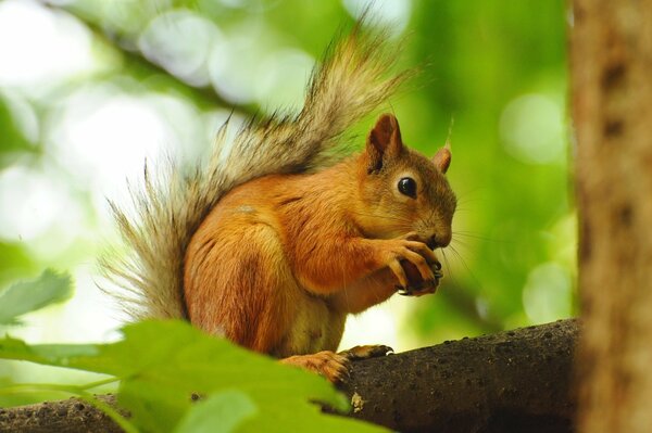 A red squirrel is dreaming on a walnut tree