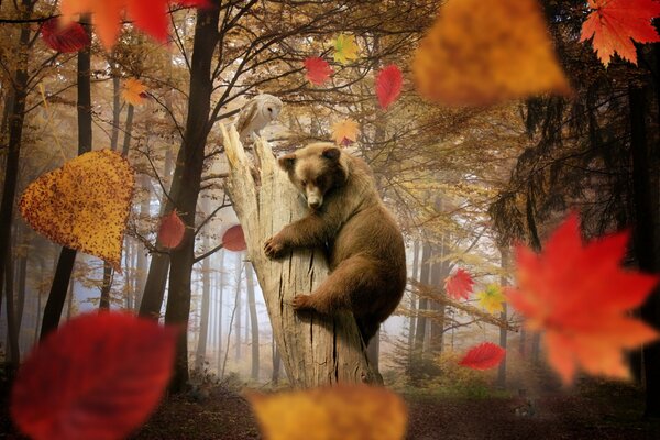 Oso Pardo en un árbol roto en el bosque de otoño