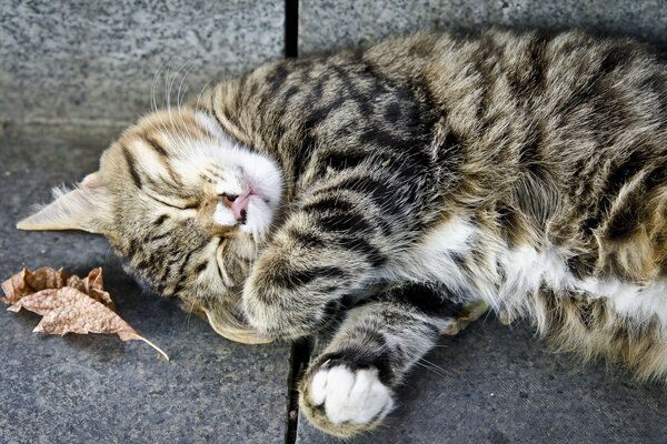 Chat gris moelleux couché sur le sol