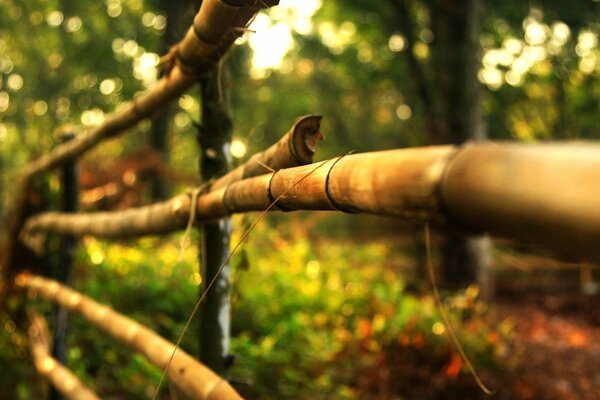 Haie en bois dans la forêt verte