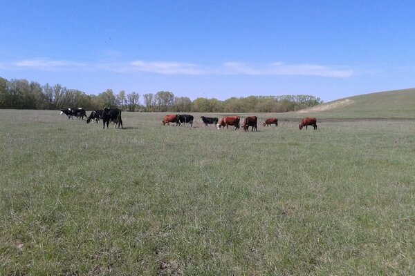 Campo verde con mucche al pascolo