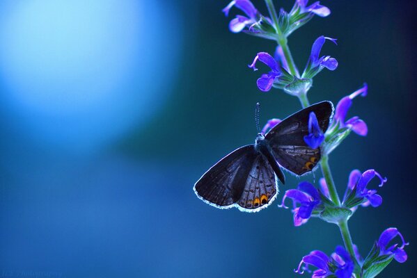 Fioletowy motyl na niebieskim tle