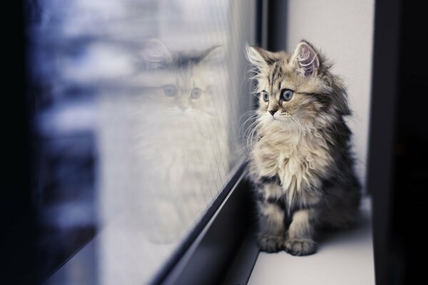 A little kitten looks out the window