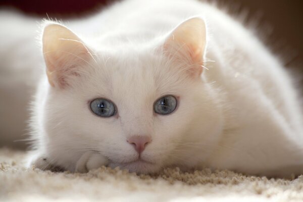 Gato blanco con ojos azules en la alfombra