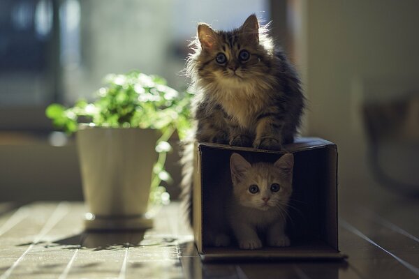 Two kittens playing with a box