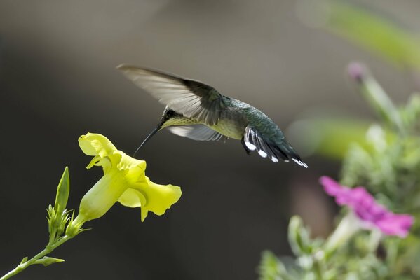 Hummingbird eats nectar