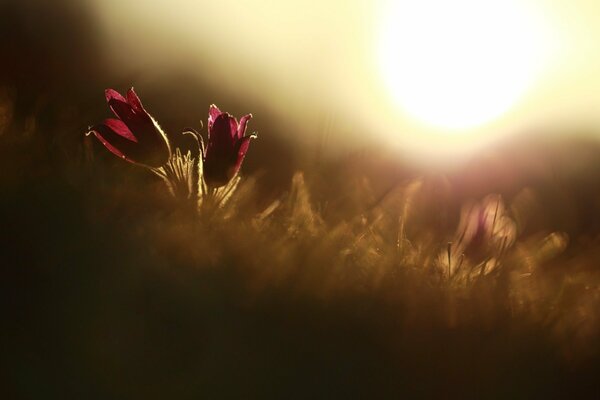 Two red tulips at sunset