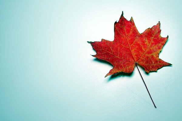 Hoja de arce de otoño sobre fondo azul