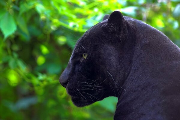 Black panther on a background of green trees