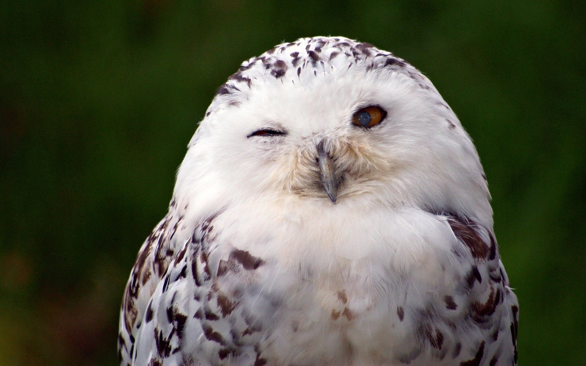 bird white owl snowy owl