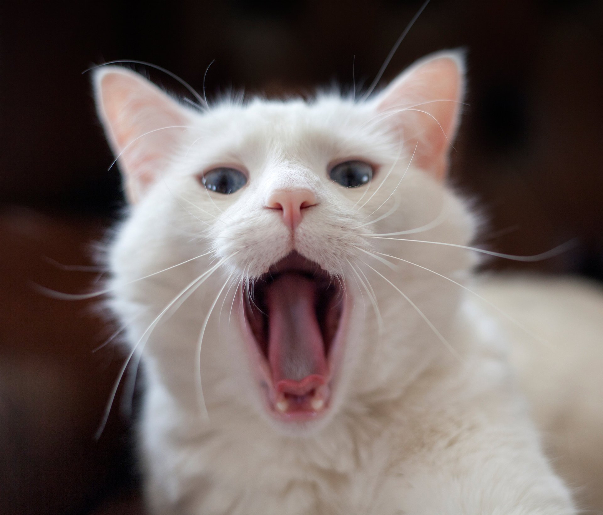 cat white language yawn