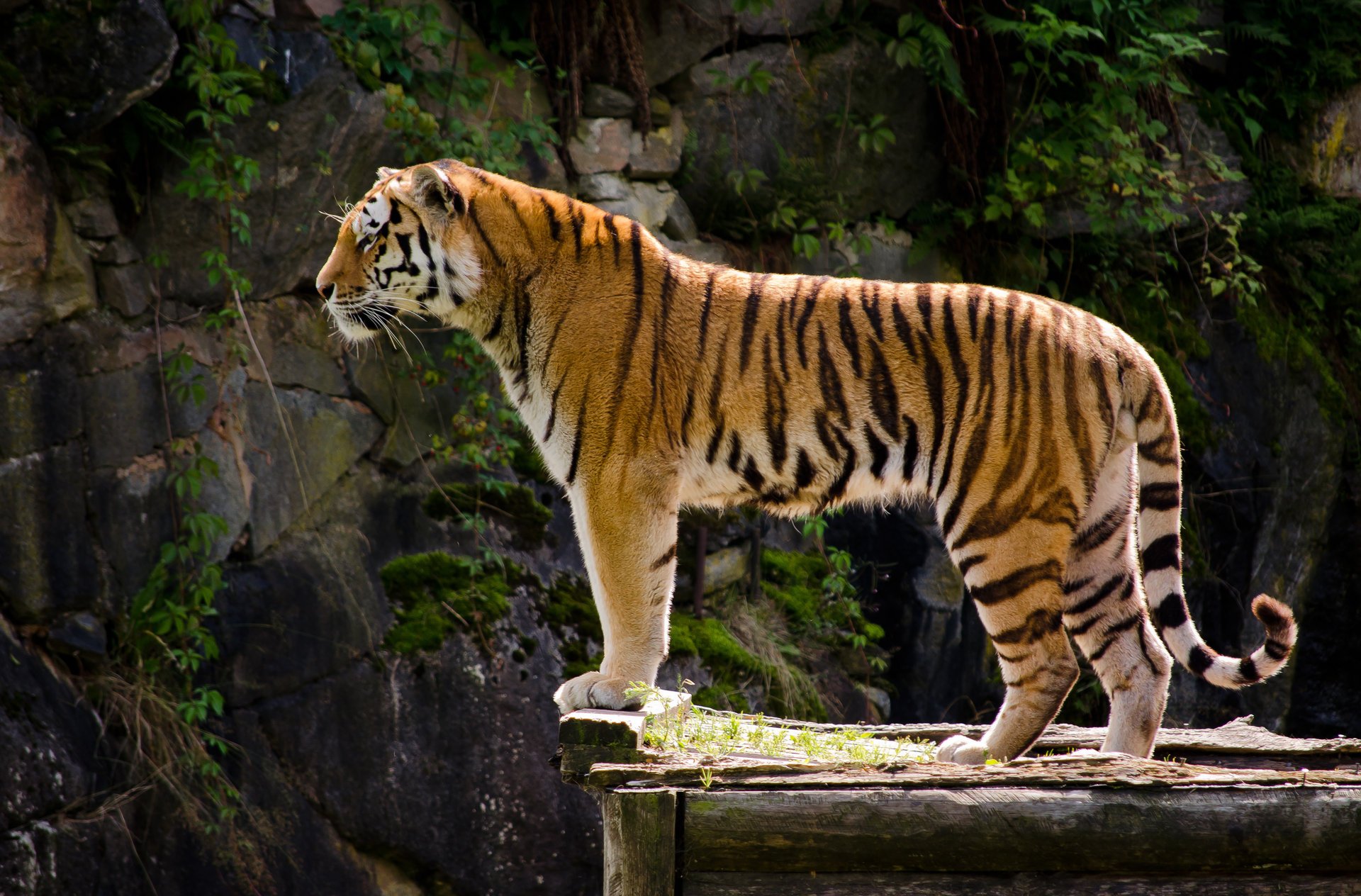 tier tiger aussehen raubtier profil farbe pfoten