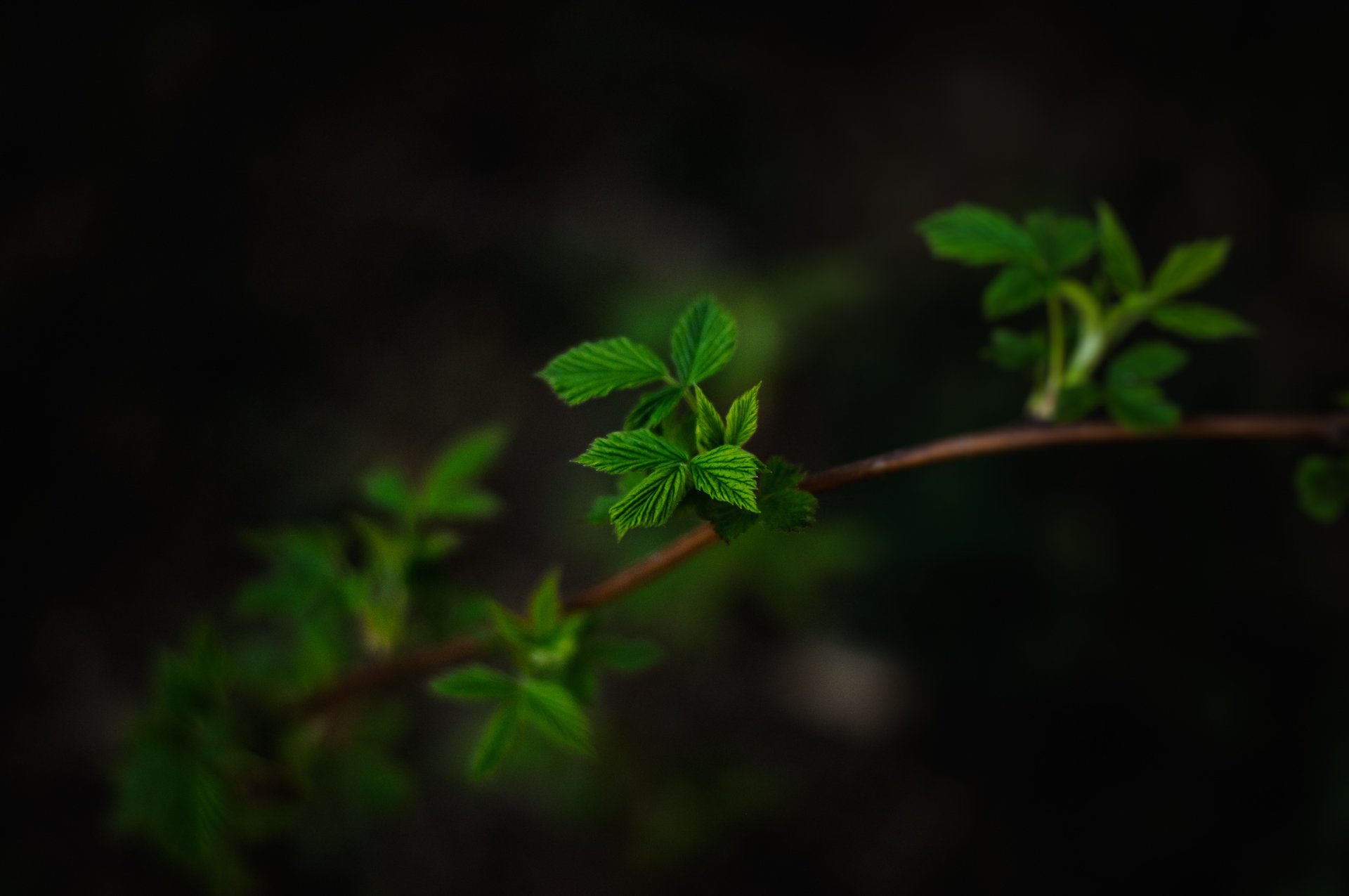 leaves branch the dark background macro