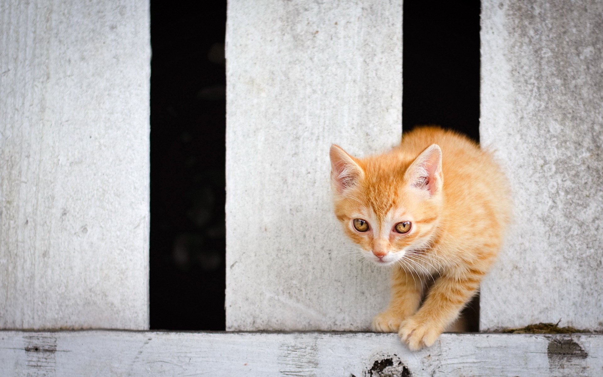 cat the fence background