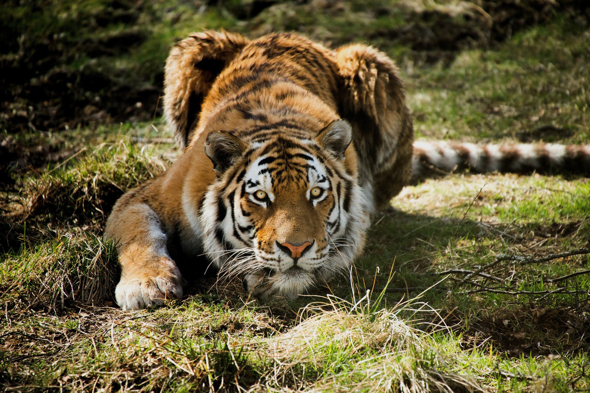 tiger liegend gras raubtier jagd