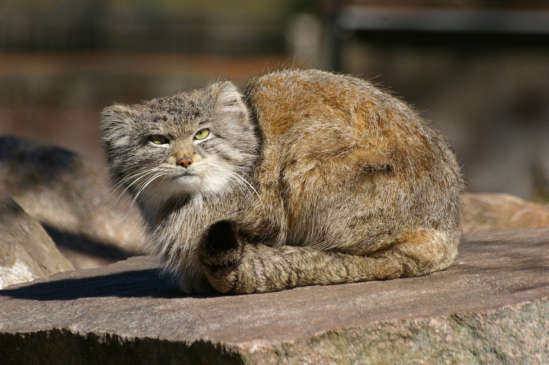 wildkatze manul raubtier pallas katze