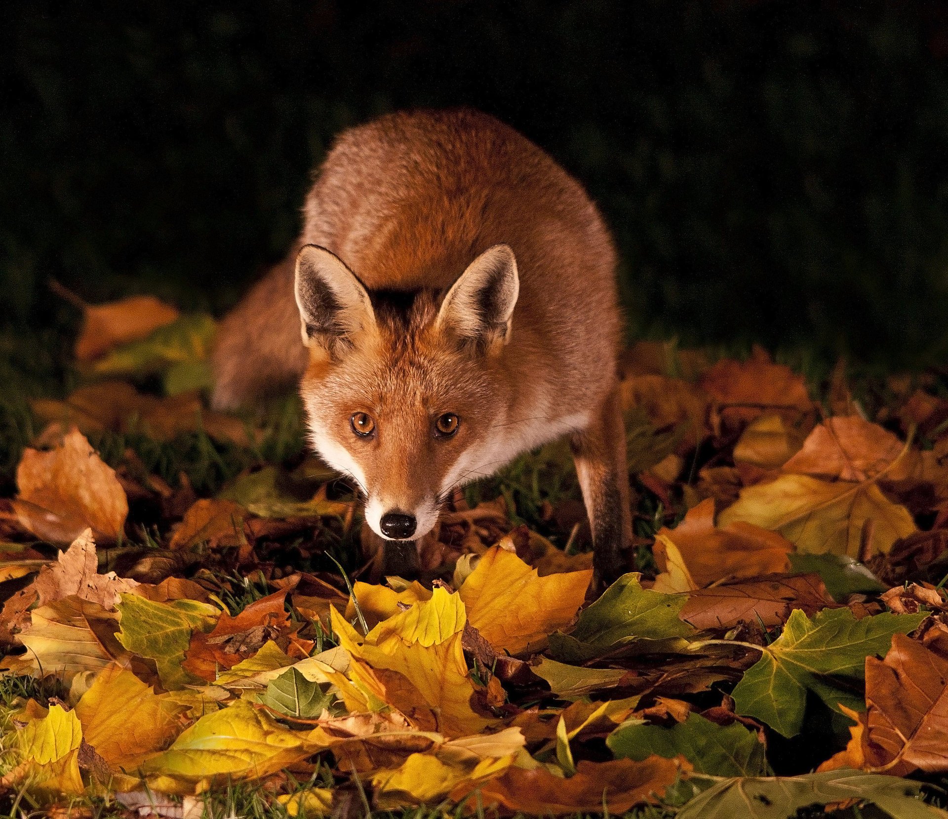 gras blätter rotschopf nacht herbst fuchs