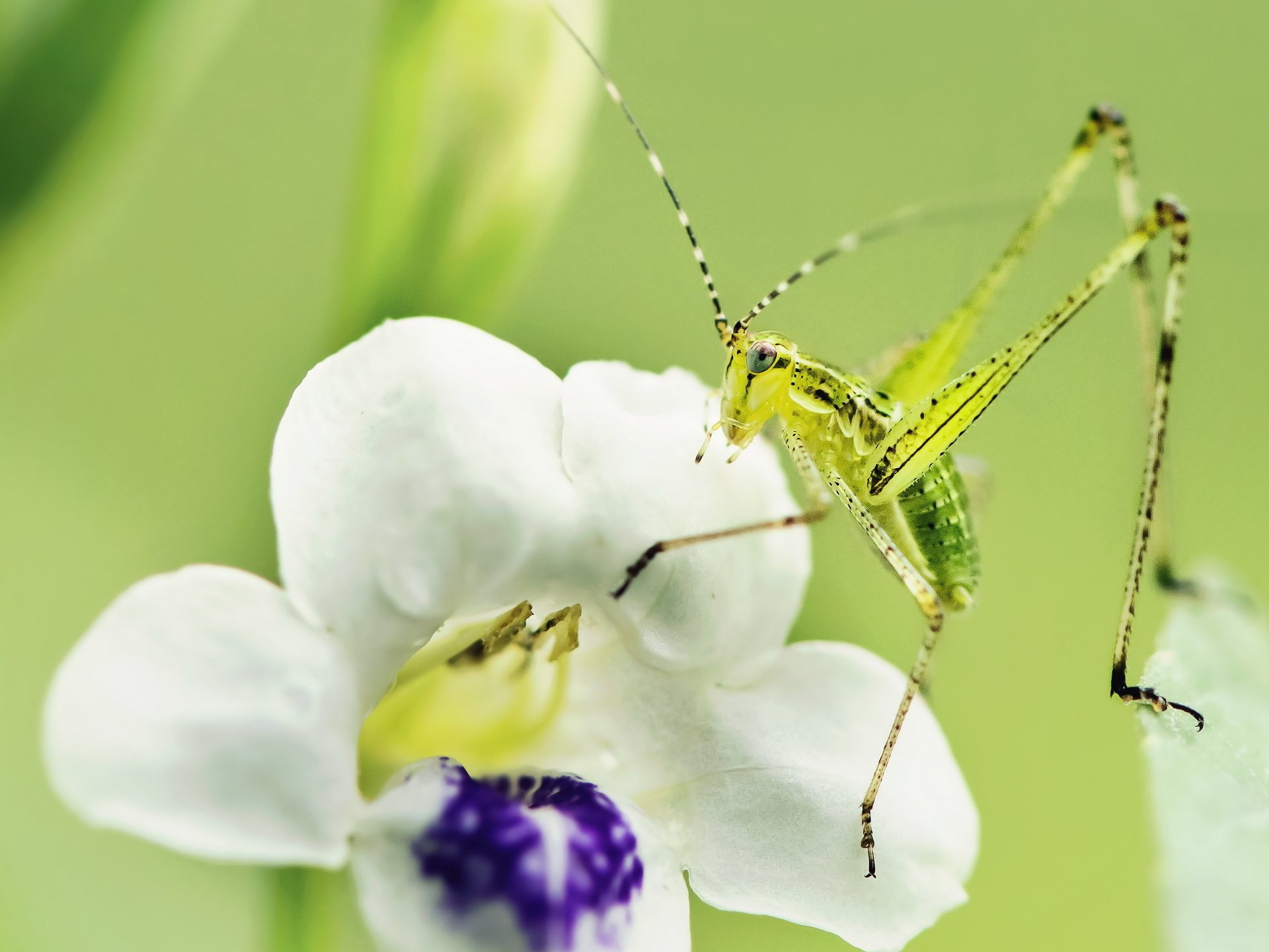 gros plan fleur insecte nature