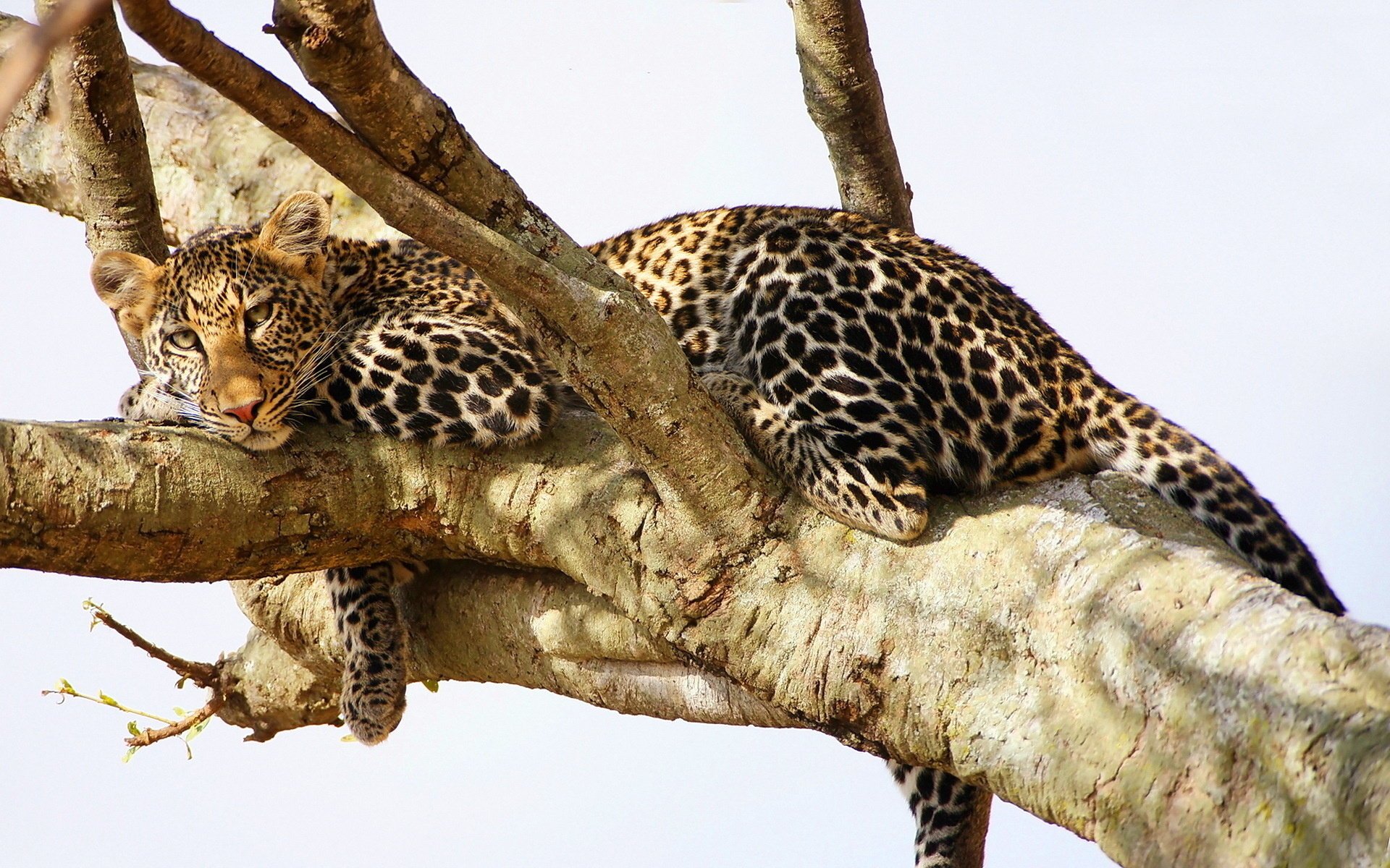 leopardo predatore riposo albero vista