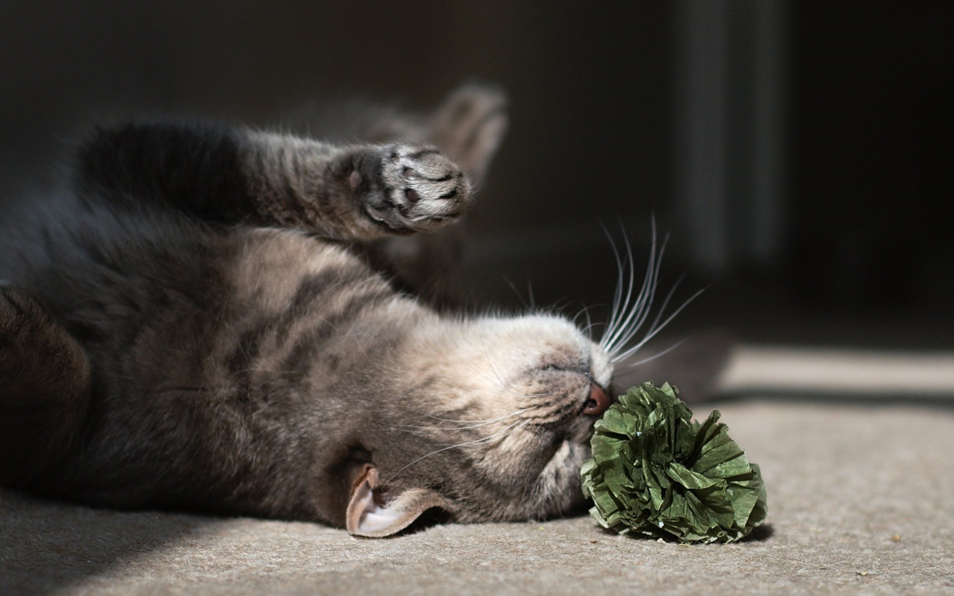 gatto sul pavimento fiore gioco gatto