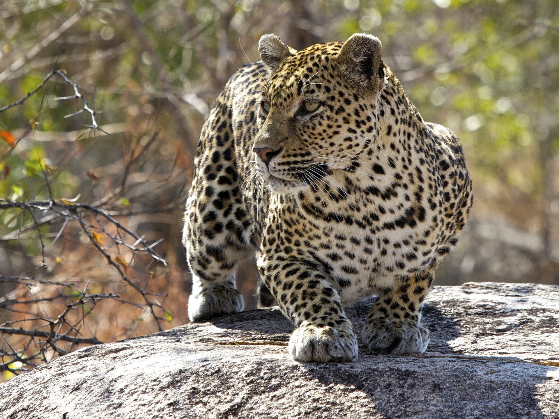 leopardo depredador gato