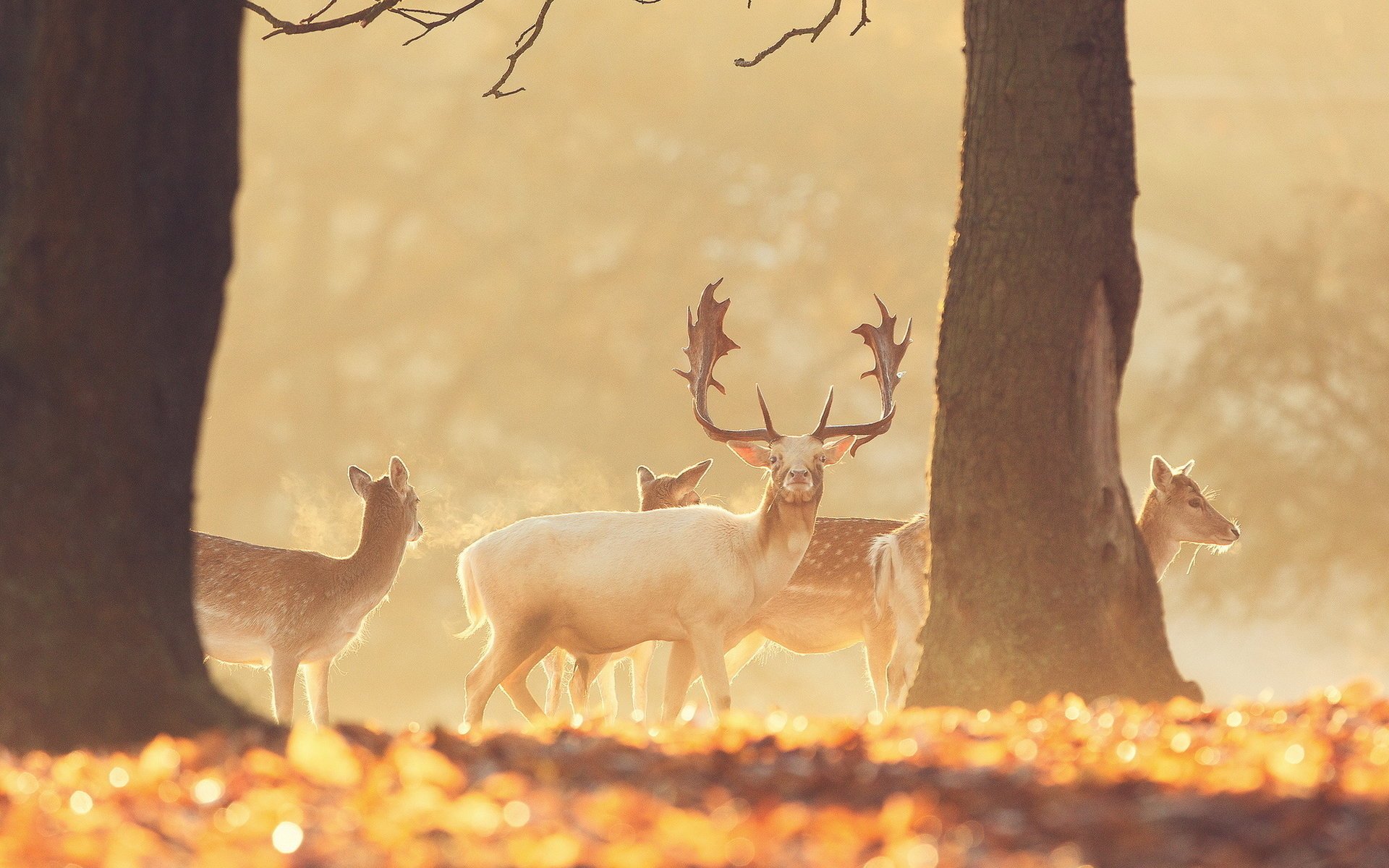 cerf forêt animaux nature