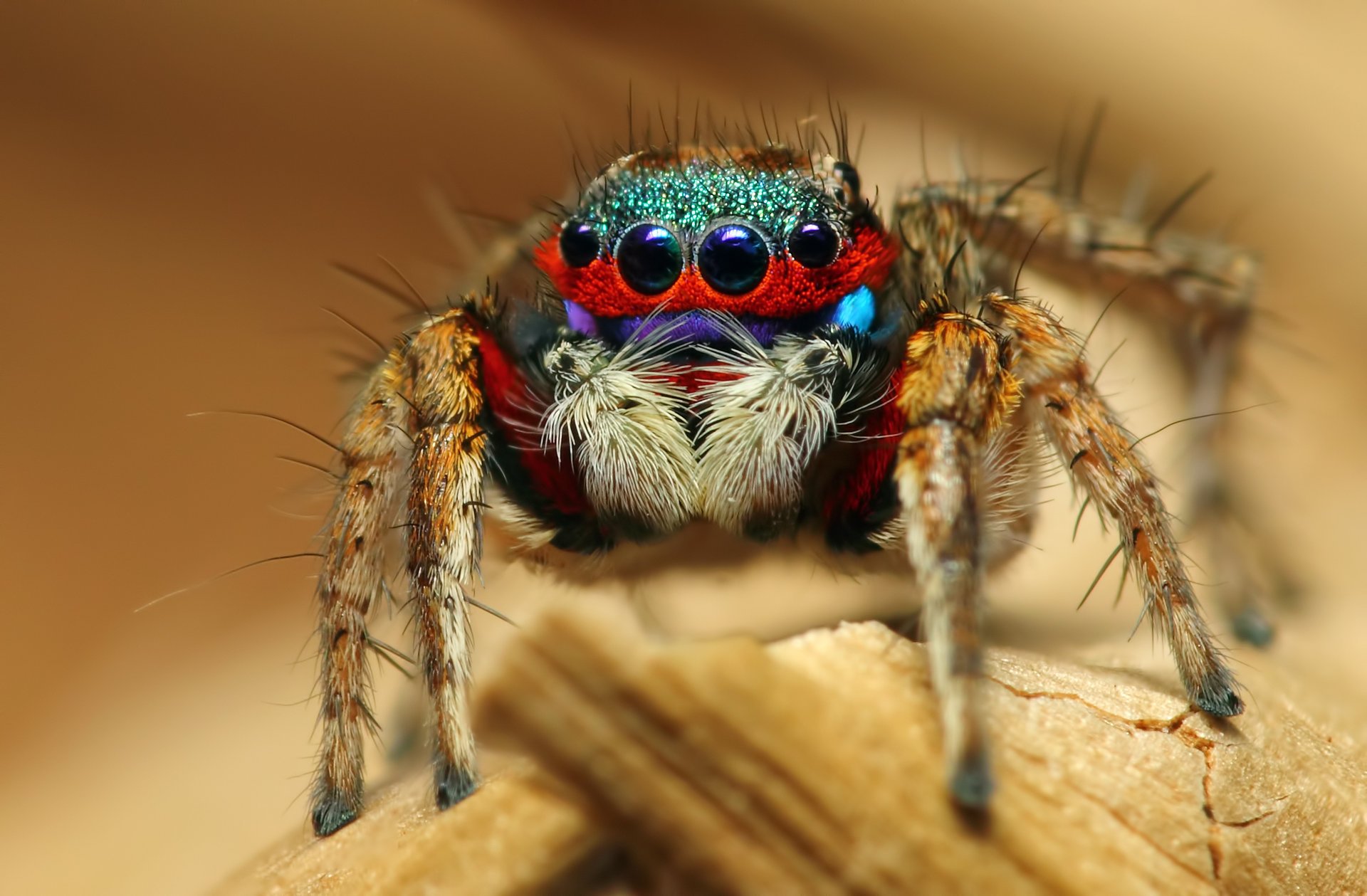 colorful jumping spider insect macro spider