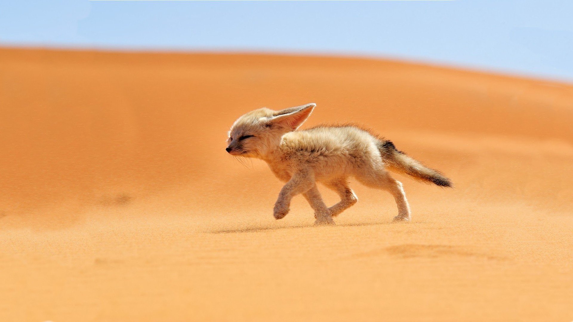 désert renard sable