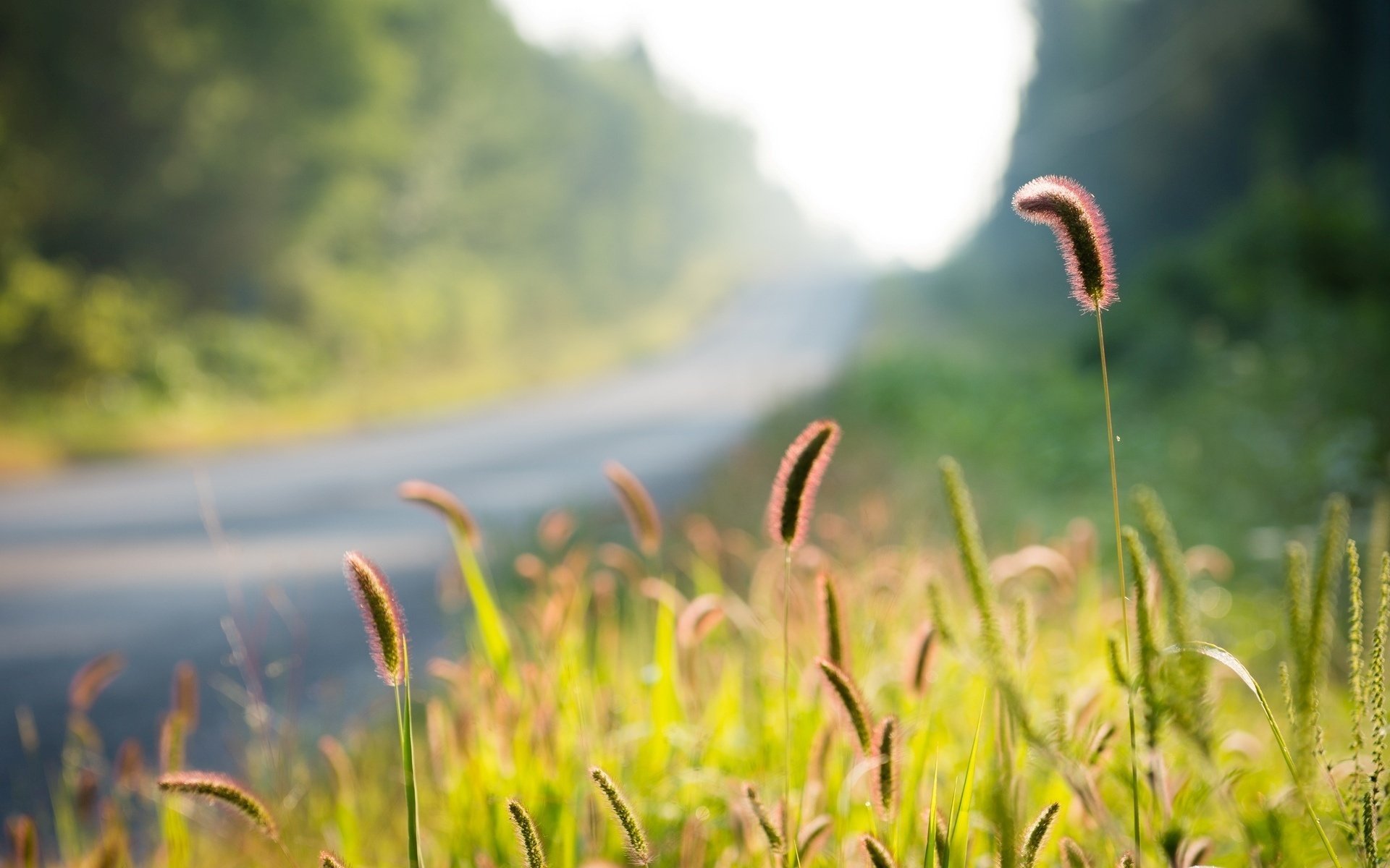 macro ears nature greens grass plant