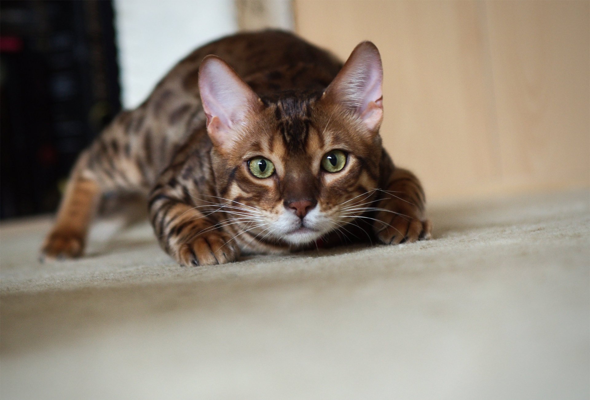 katze katze schleicht bengali