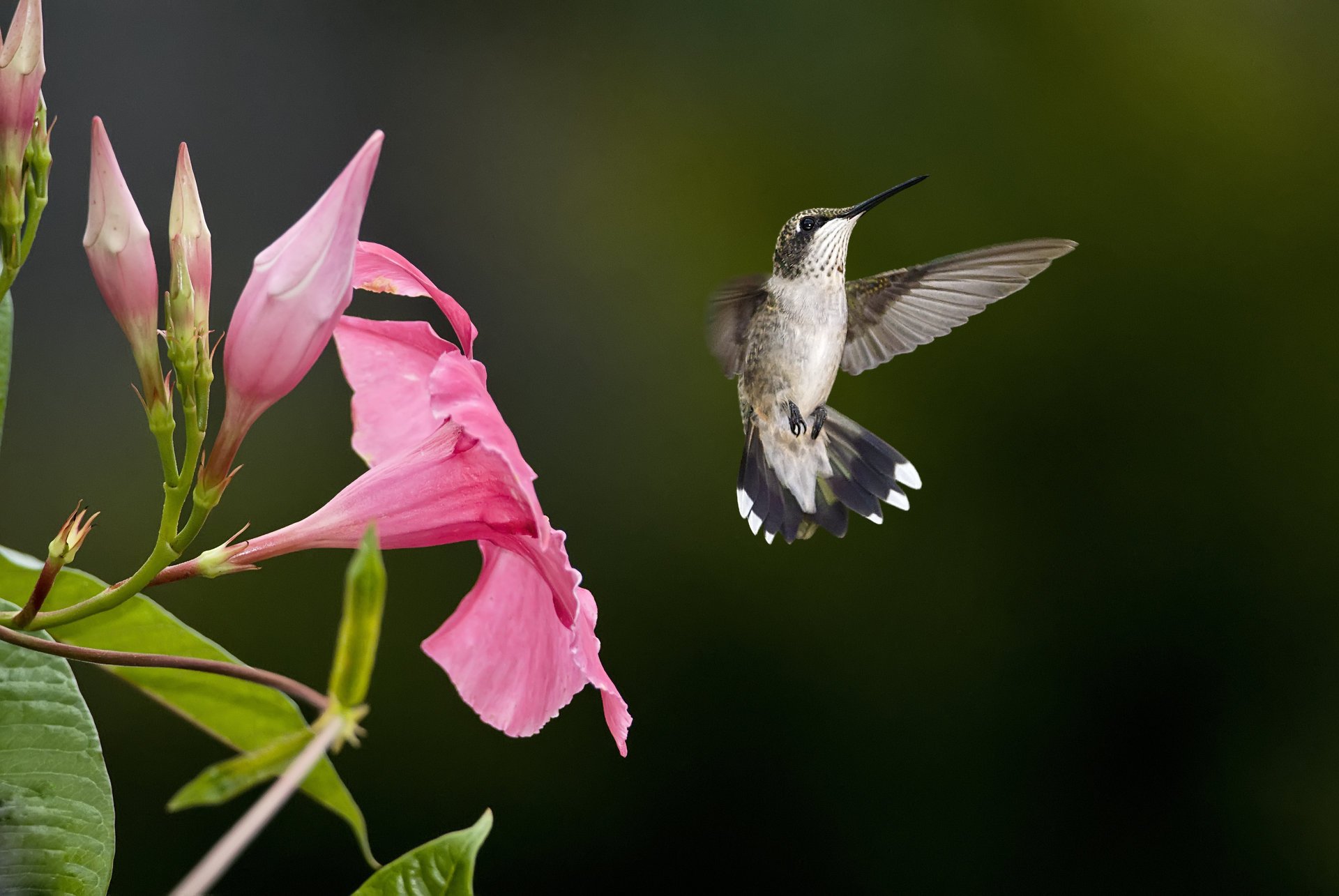 oiseau rose fleur colibri flou