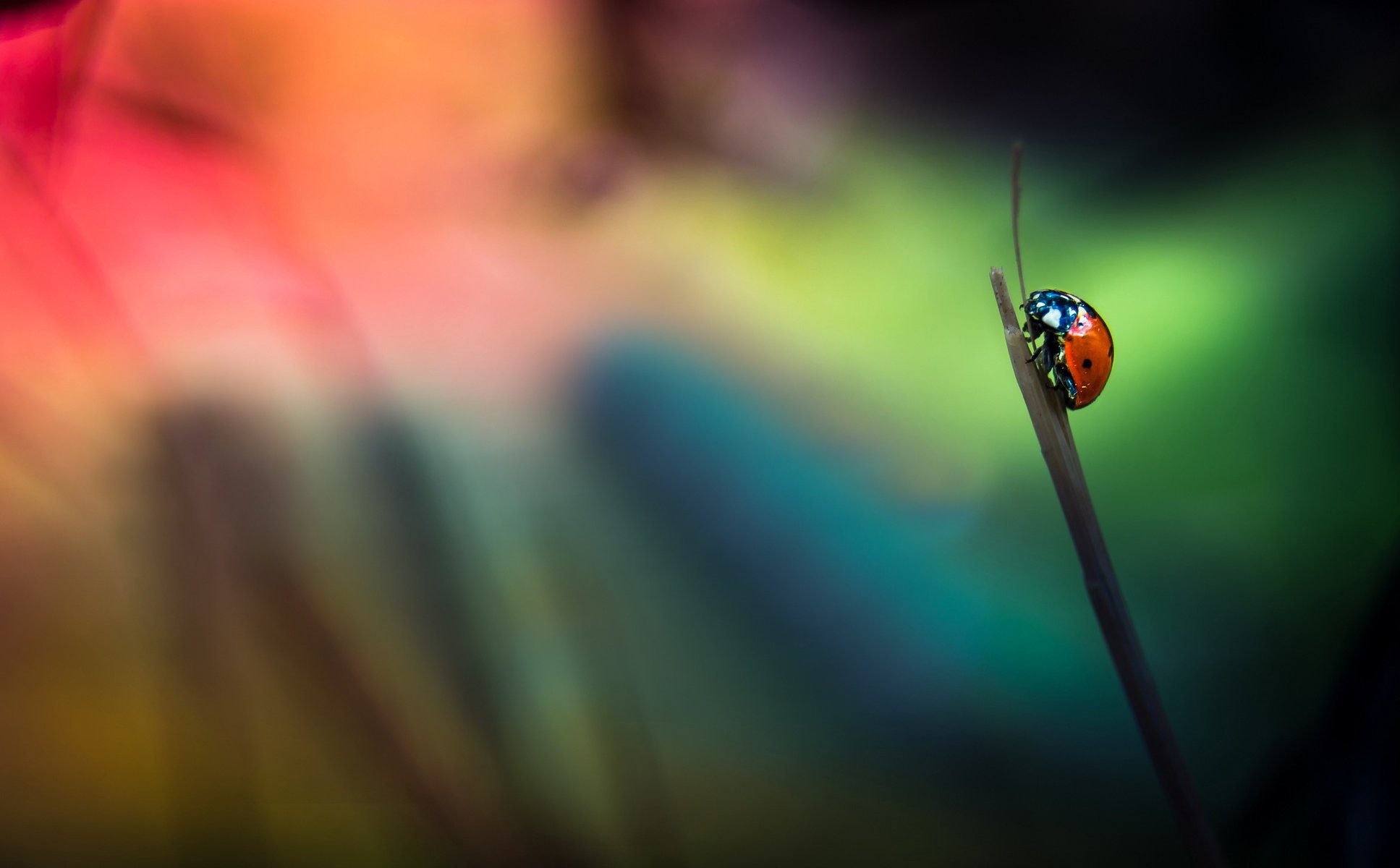 a blade of grass background ladybug insect