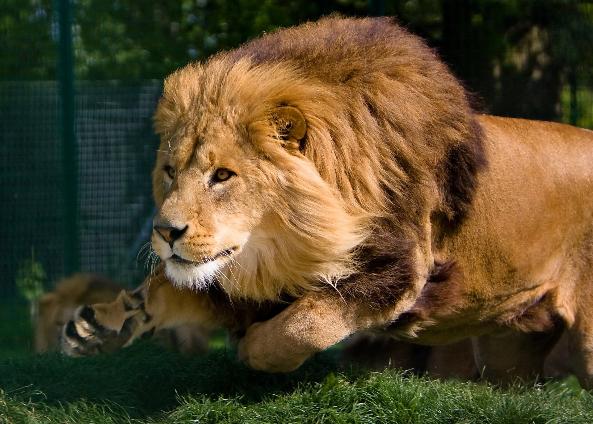 lion course museau prédateur mouvement crinière