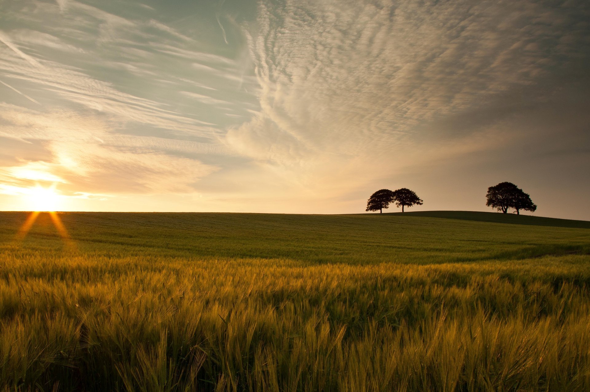 macro nature meadow trees tree greens gra