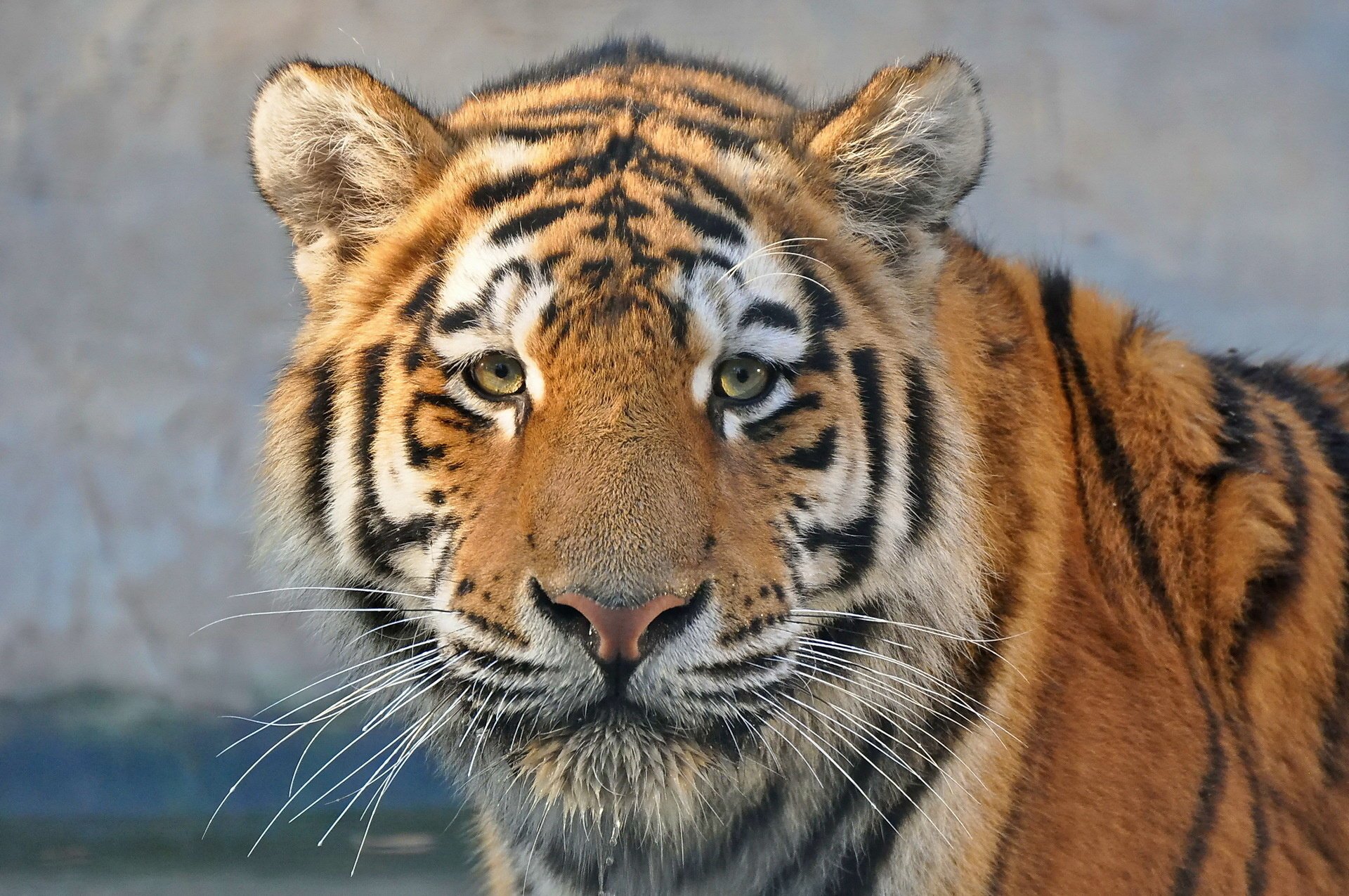 tiger blick schnauze raubtier