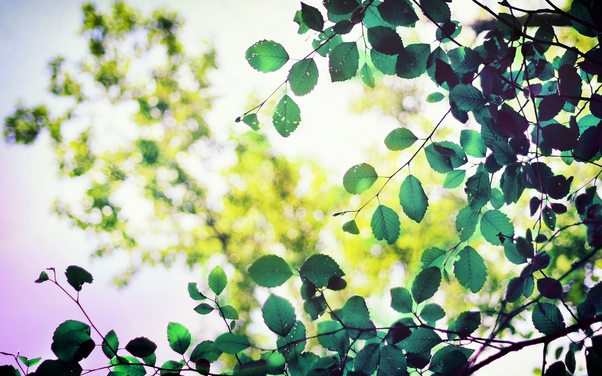 macro foliage leaf shape leaflet leaves green